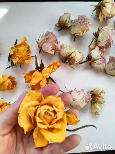 Сухоцветы розы гипсофила веточки гербарий