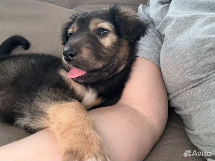 Девочка щенок коротколапик