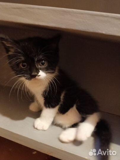 Котенок в добрые руки