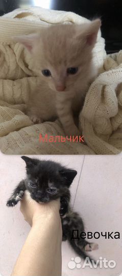 Отдам в добрые руки