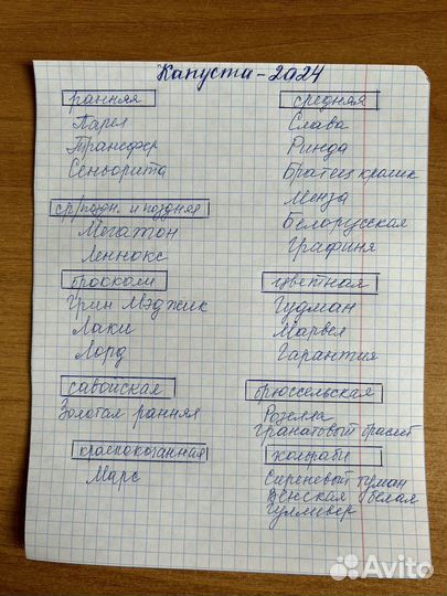 Рассада капусты