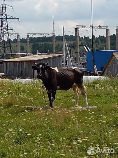 Корова