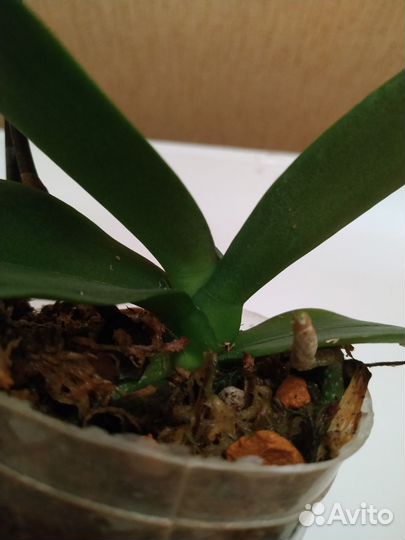 Орхидея фаленопсис