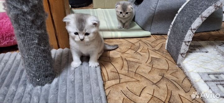 Шотландская золотая шиншилла