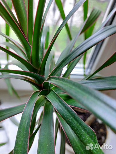 Драцена комнатное растение