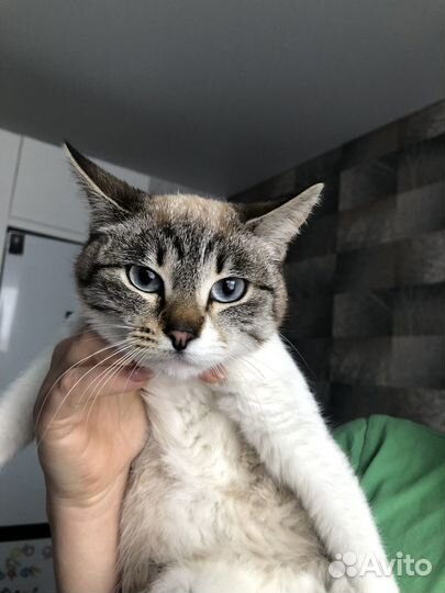 Кошки в добрые руки бесплатно