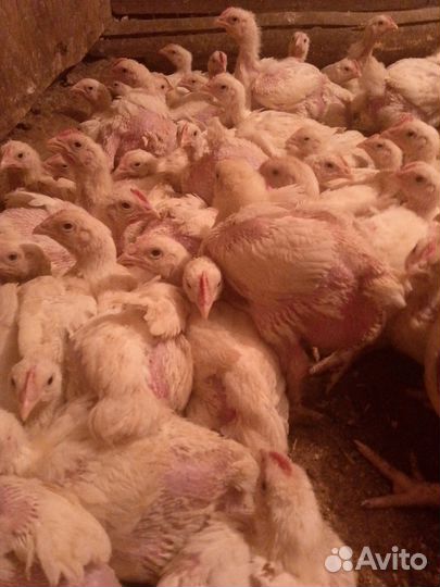 Цыплята бройлеры. Индюшата. Гусята