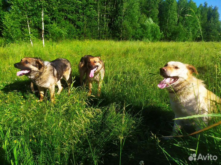 Мощные собаки для охраны