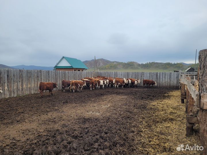Бычки на откорм