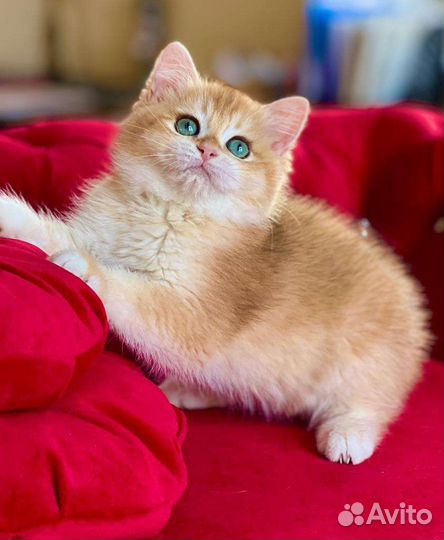 Самые нежные и ласковые чистокровные бриташки