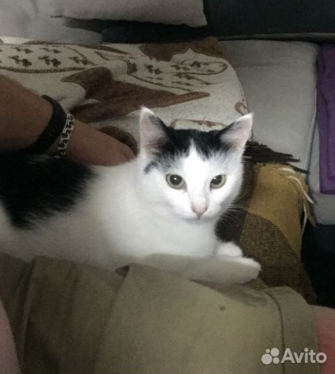 Кошка в дар бесплатно