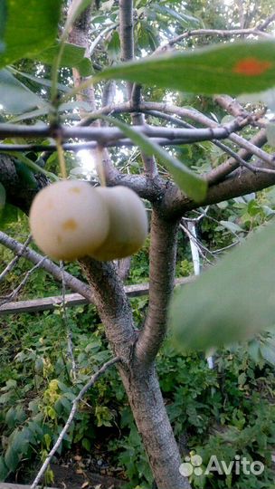 Саженцы слива желтая