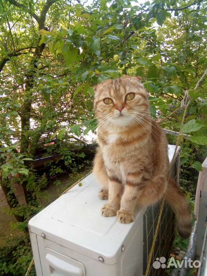 Продаю котенка