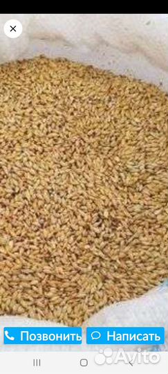 Зерно пшеница