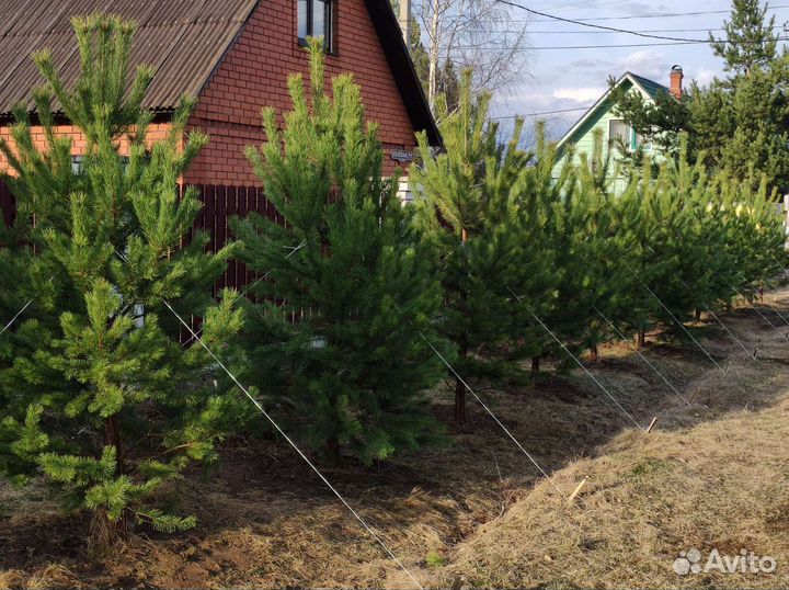 Саженцы хвойные деревья сосна ель