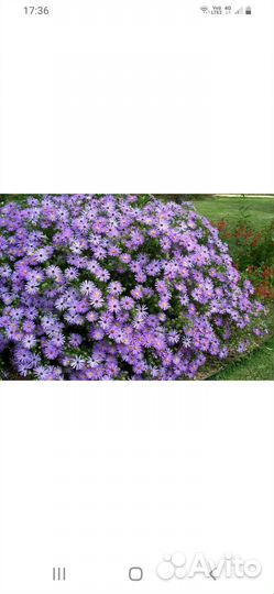 Цветы садовые.Примула,ландыш,сентябрины