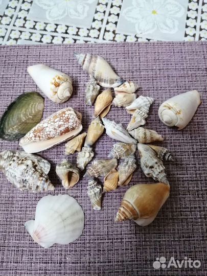 Морские ракушки разные