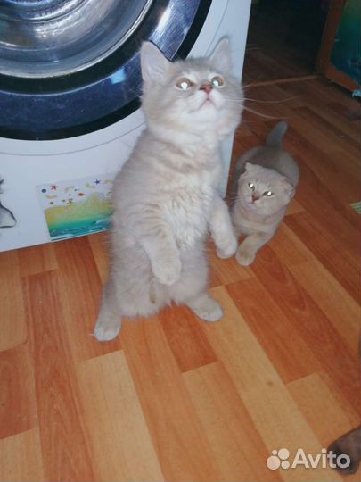 Шотландские котята