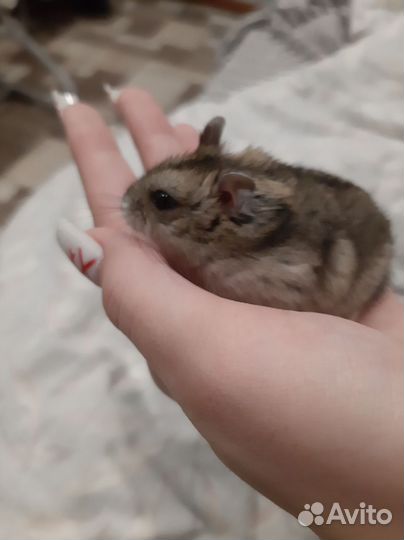 Джунгарский хомяк