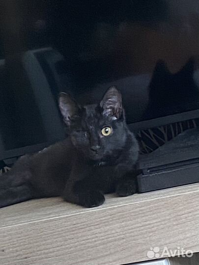Котик в добрые руки