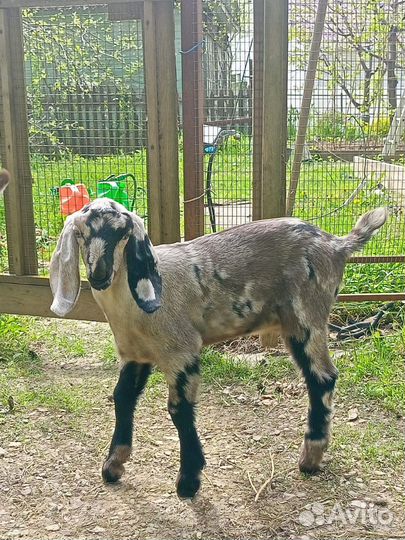 Козочка и козлик англонубийские