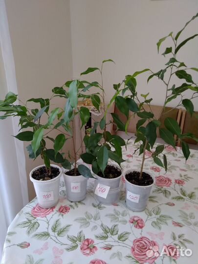 Фикус бенджамина