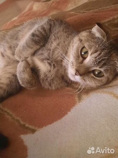Кошка