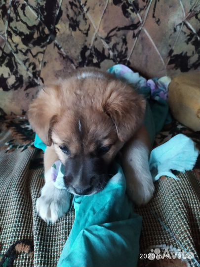 Собака в добрые руки отдам бесплатно