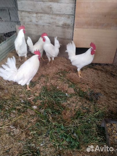 Молодые петухи