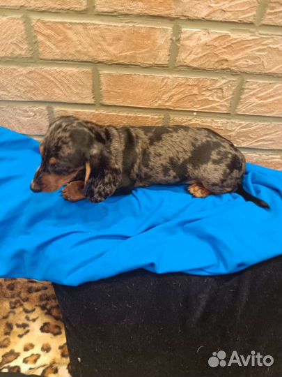 Щенки мраморной маскарадной таксы