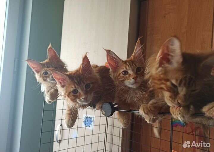 Котята мейн-кун