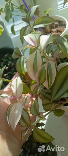 Каллизия зеленая, традесканция квадриколор