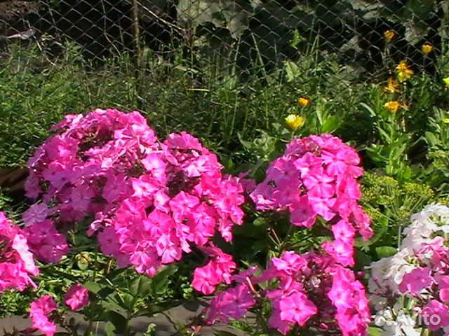 Многолетние цветы