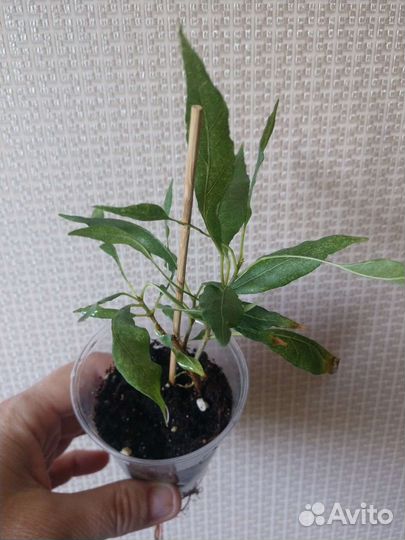 Фикусы редкие(рваный,барок,Нина,Ирэн,Индонезия)