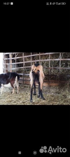 Козы, козёл