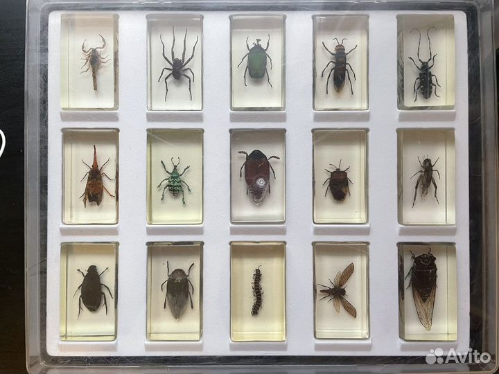 Насекомые и их знакомые