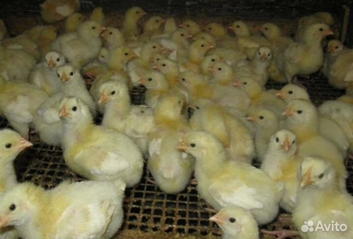 Бройлер нед