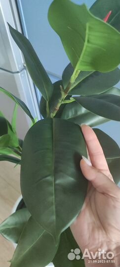 Искусственный фикус (ботаническая копия)