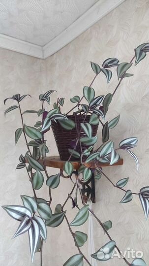 Традесканция Зебрина домой или в офис