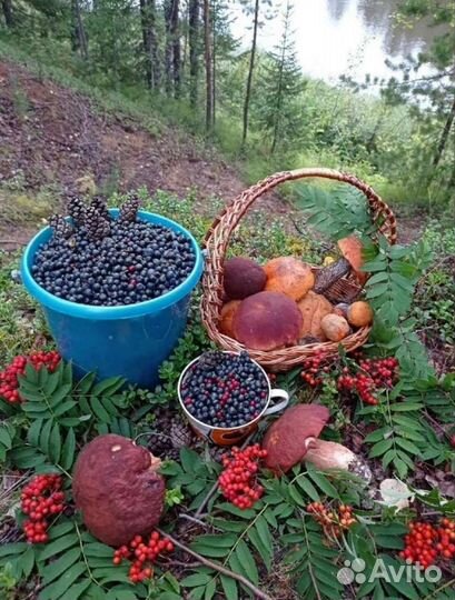 Овощи бесплатно