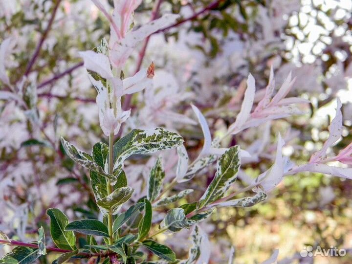 Ива цельнолистная Высота от 50см