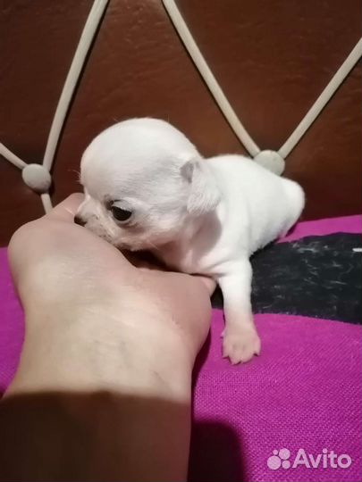 Чихуахуа девочка