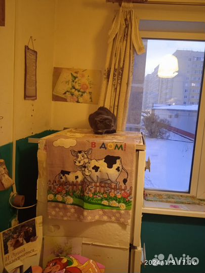 Кошки в дар бесплатно