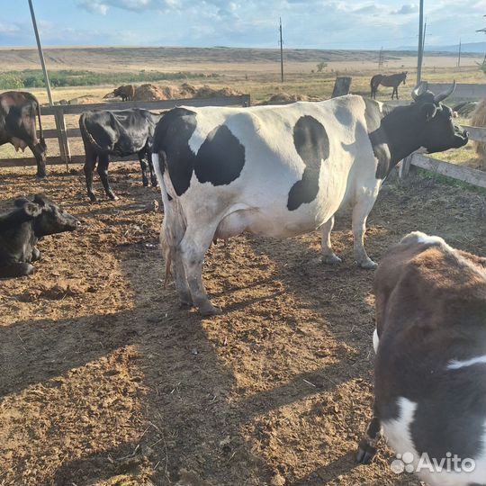 Коровы дойные молочные