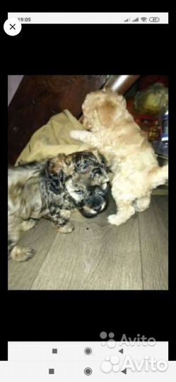 Вязка пудель