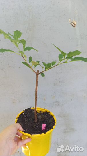 Гортензия Мадам Мулье и другие