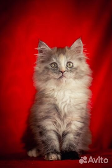 Кошечка мейн-кун