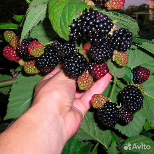 Малина, голубика, ежевика, смородина (саженцы)