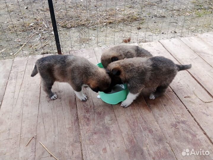 Западно сибирская лайка щенки