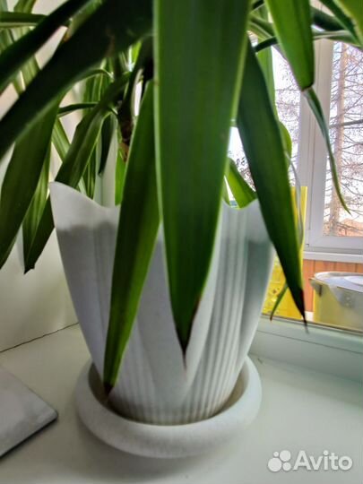 Пальма юкка